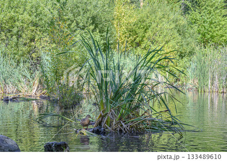 A lake overgrown with lush vegetation with ducks and wavy reflections A lake overgrown with lush vegetation with ducks and wavy reflections 133489610