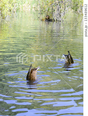 Ducks diving for food on a grassy lake 133489612