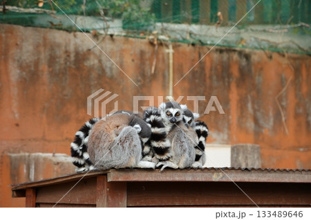 香川県 白鳥動物園 ワオキツネザル 香川県 白鳥動物園 ワオキツネザル 133489646