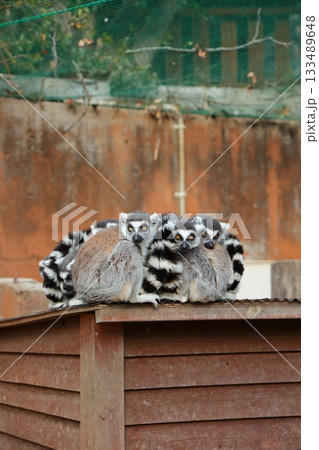 香川県 白鳥動物園 ワオキツネザル 133489648