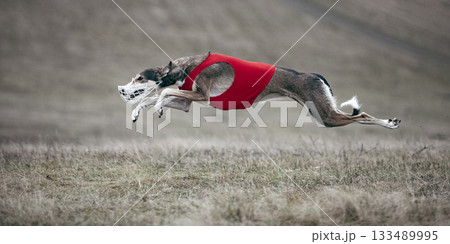 Greyhound mid-stride running fast on lure coursing track Greyhound mid-stride running fast on lure coursing track 133489995