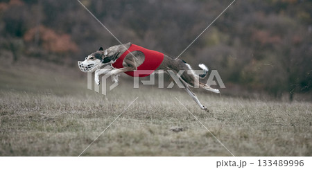 Greyhound jumping through air in red vest during lure coursing training 133489996