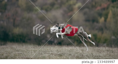 Focused greyhound leading lure coursing race across field Focused greyhound leading lure coursing race across field 133489997