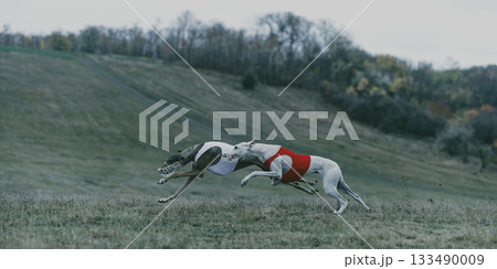 Two greyhounds sprinting across countryside hill at lure coursing competition Two greyhounds sprinting across countryside hill at lure coursing competition 133490009