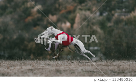 Two lure coursing greyhounds racing together in red and white vests Two lure coursing greyhounds racing together in red and white vests 133490010