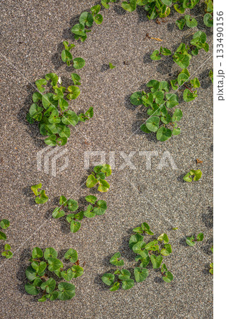 砂地に広がる雑草のパターン、生命力あふれる緑のテクスチャ 133490156