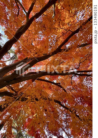 真っ赤な紅葉 133490191