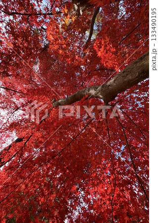 真っ赤な紅葉 133490195