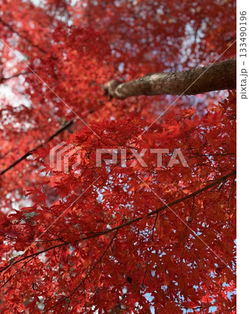 真っ赤な紅葉 133490196