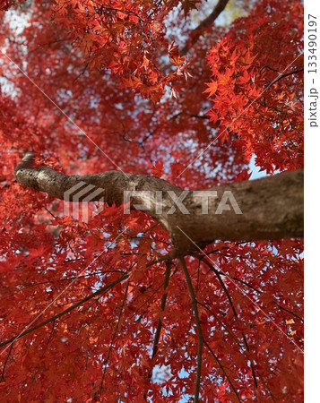 真っ赤な紅葉 133490197