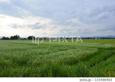 JR北海道石北本線桜岡駅から南永山駅間の風景(2023年夏) JR北海道石北本線桜岡駅から南永山駅間の風景(2023年夏) 133490403