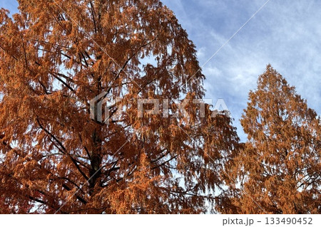 紅葉したメタセコイア 紅葉したメタセコイア 133490452