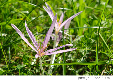 Summer Bloom of Colchicum Autumnale Wild Meadow Flower Summer Bloom of Colchicum Autumnale Wild Meadow Flower 133490470