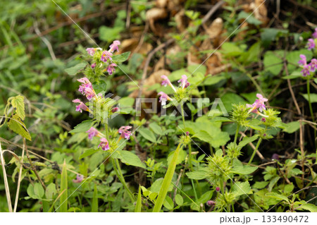 Pink Himalayan Balsam Flowers Blooming in Nature Pink Himalayan Balsam Flowers Blooming in Nature 133490472