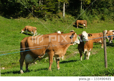 Beautiful brown and white cows graze in a meadow near the forest 133490485
