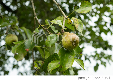 Organic Green Pears on a Tree with Lush Leaves Organic Green Pears on a Tree with Lush Leaves 133490491