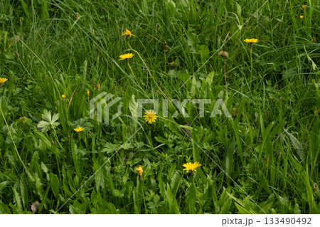 Vibrant Yellow Dandelions Blooming in Lush Green Grass 133490492