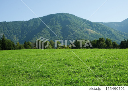 Alpine nature, green grass and mountains in the distance. 133490501