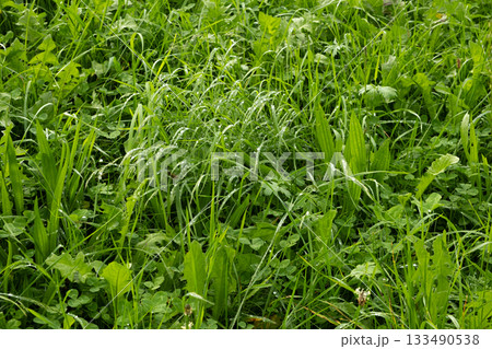 Fresh green meadow grass with morning dew drops after rain 133490538