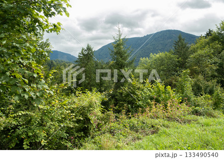 Mountain landscape with dense forest vegetation on a cloudy summer day Mountain landscape with dense forest vegetation on a cloudy summer day 133490540