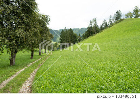 Sunny Mountain Valley Path Surrounded by Green Meadows on a Peaceful Summer Day 133490551