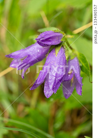 Campanula trachelium Macro Bloom, Wild Bellflower Close-Up Campanula trachelium Macro Bloom, Wild Bellflower Close-Up 133490557