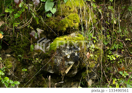 Rocky moss-covered forest cliff with green foliage and natural textures 133490561