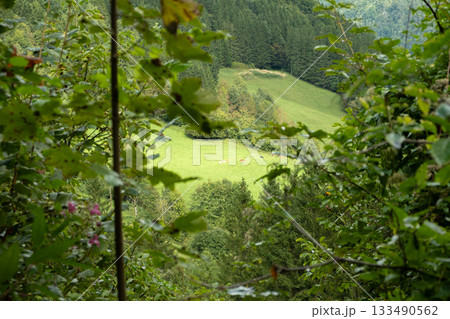 Scenic hilltop view of green mountain slope surrounded by dense forest Scenic hilltop view of green mountain slope surrounded by dense forest 133490562