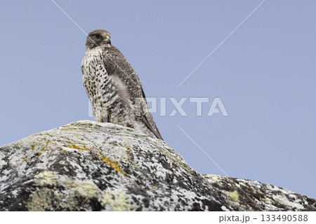 Gyrfalcon perched on a rock at Aursjoen lake near Bismo in Skjak municipality during a clear day Gyrfalcon perched on a rock at Aursjoen lake near Bismo in Skjak municipality during a clear day 133490588