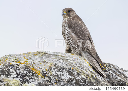 Gyrfalcon displaying its striking plumage on a moss-covered rock by Aursjoen Lake in Skjak municipality in Norway 133490589
