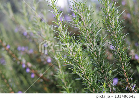 Blooming rosemary plant with delicate purple flowers 133490645
