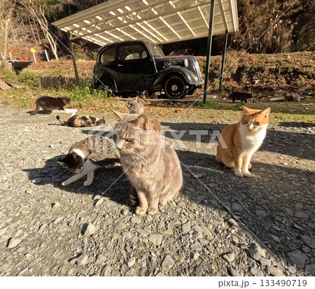 追分温泉に住む野良猫 追分温泉に住む野良猫 133490719