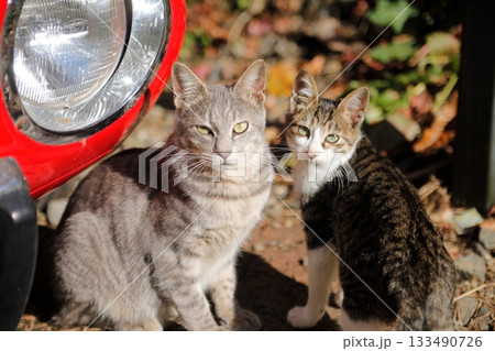 追分温泉に住む野良猫 133490726