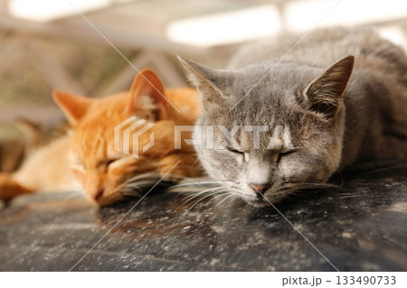 追分温泉に住む野良猫 133490733