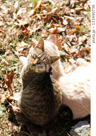 追分温泉に住む野良猫 133490736