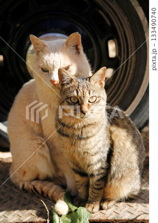 追分温泉に住む野良猫 133490740