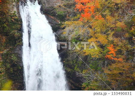 紅葉の秋保大滝 紅葉の秋保大滝 133490831