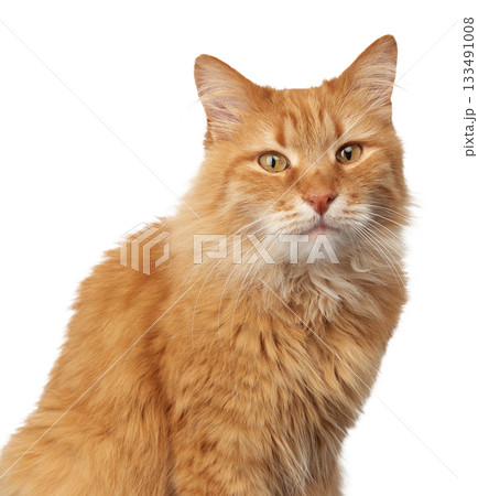 Close-up of a beautiful ginger fluffy cat with long hair sitting with a serious expression on his face 133491008
