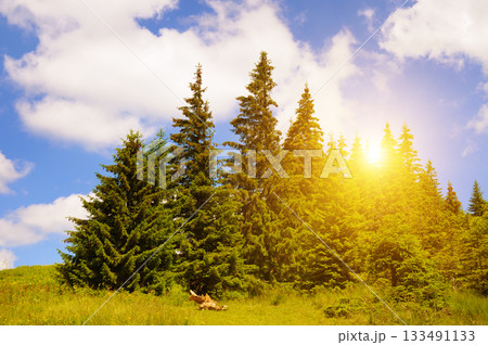 Bright Sunlight Through a Dense Pine Forest in the Mountains Bright Sunlight Through a Dense Pine Forest in the Mountains 133491133