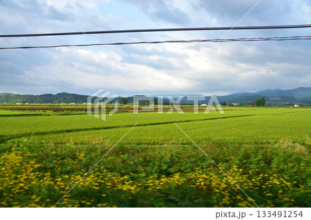 JR北海道富良野線西聖和駅から北美瑛駅間の風景(2023年夏早朝) JR北海道富良野線西聖和駅から北美瑛駅間の風景(2023年夏早朝) 133491254