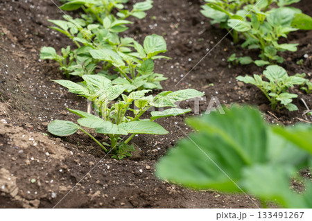 畑に植え付け発芽したじゃがいも じゃがいも畑 (4月) 家庭菜園 畑に植え付け発芽したじゃがいも じゃがいも畑 (4月) 家庭菜園 133491267