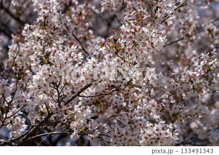 春に咲く桜 時期後半の桜 (4月) 春に咲く桜 時期後半の桜 (4月) 133491343