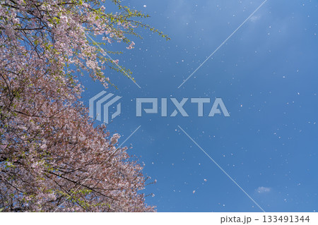桜の木と青空に舞う桜の花びら 青空と桜吹雪 (4月) 桜の木と青空に舞う桜の花びら 青空と桜吹雪 (4月) 133491344