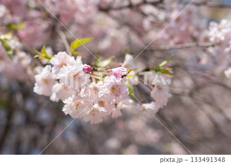 春に咲く八重桜 時期後半の桜 (4月) 春に咲く八重桜 時期後半の桜 (4月) 133491348