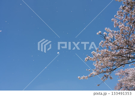 桜の木と青空に舞う桜の花びら　青空と桜吹雪　（4月） 133491353