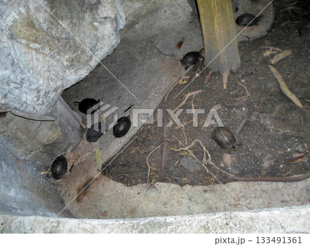 A Group of Small Turtles Resting in a Rocky Enclosure with Soil and Roots A Group of Small Turtles Resting in a Rocky Enclosure with Soil and Roots 133491361
