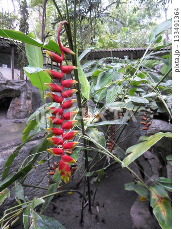 Bright Red and Yellow Tropical Flower Hanging Amidst Lush Greenery 133491364