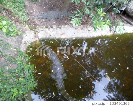 Two Alligators Resting Near a Pond Surrounded by Green Vegetation Two Alligators Resting Near a Pond Surrounded by Green Vegetation 133491365