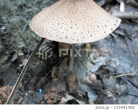 Detailed View of a Brown Mushroom Growing in a Shaded Forest Area 133491368