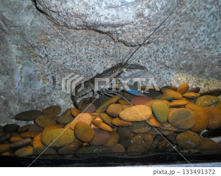A Crayfish Crawling Over Colorful Pebbles in a Rocky Aquarium Tank 133491372